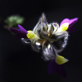 Mystical Flower  By Stephen Robinson
