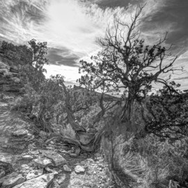 Stephen Robinson: 'The Mystical Tree', 2012 Black and White Photograph, Landscape. Artist Description: Magic is the way to describe the scene before me on the Cathedral Rock Trail in Sedona.  The tree lives beside the trail overlooking its majestic setting. ...