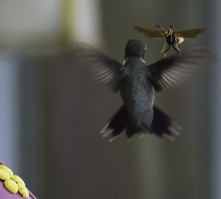 Stephen Robinson: 'hummingbird and wasp', 2015 Color Photograph, Animals. A rare photo of a hummingbird defending a feeder from a wasp.  The photo was taken in Jerome, Arizona, a ghost town near Cottonwood. ...