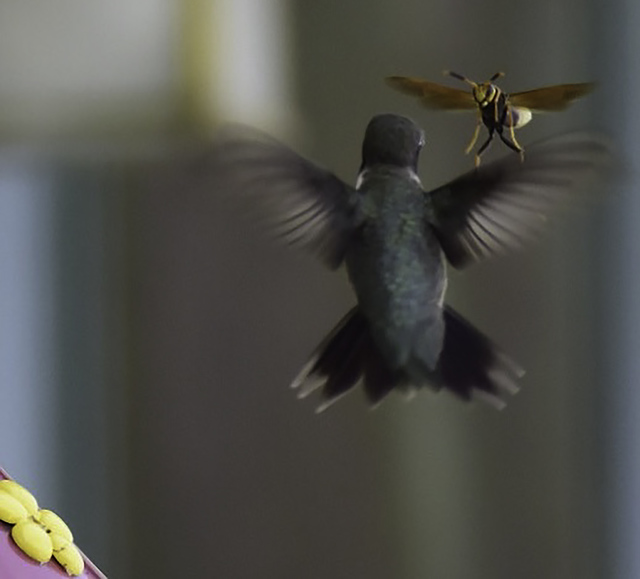 Artist Stephen Robinson. 'Hummingbird And Wasp' Artwork Image, Created in 2015, Original Photography Digital. #art #artist