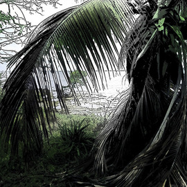 Stephen Robinson: 'palm tree', 2017 Digital Photograph, Landscape. Artist Description: A Florida Palm at water s edge, taken now by hurricane...