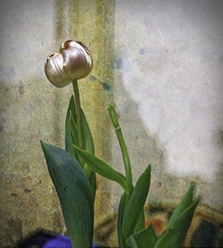 Stephen Robinson: 'tulip', 2017 Digital Photograph, Botanical. Tulip Forced from sleep...