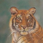 Tiger, Shakeeba Waseh