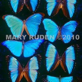 Mary Ruden: 'Morphos', 2010 Color Photograph, nature. Artist Description:  Photo of actual Morpho butterflies. Photos can be made any size, on many types of surfaces: vinyl, papers, backlit film. ...