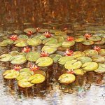 Water Lilies 51 By Angel Patchamanov
