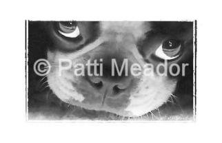 Patti Meador: 'Pout', 2004 Computer Art, Animals. Boston Terrier photo manipulation