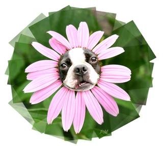 Patti Meador: 'Pretty Posey BT', 2004 Digital Art, Dogs.  Smiling Boston Terrier in a purple coneflower hat. Adorable! 