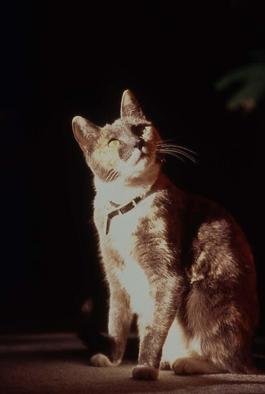 Paula Durbin: 'Angelou', 2002 Color Photograph, Cats. A Fresson print. May be printed in other sizes and processes....