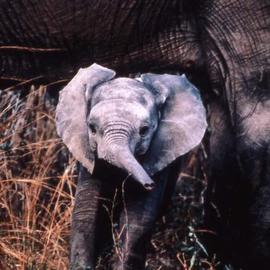 Paula Durbin: 'Baby Ely', 2001 Color Photograph, Wildlife. Artist Description: Fresson print. Zambia. This baby is about 3- 4 months old and just learning to use its trunk.May be printed in other sizes and processes. ...