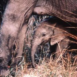 Paula Durbin: 'Baby Ely with Mom', 2001 Color Photograph, Wildlife. Artist Description: Fresson print.  Zambia. Hanging with Mom. May be printed in other sizes and processes....