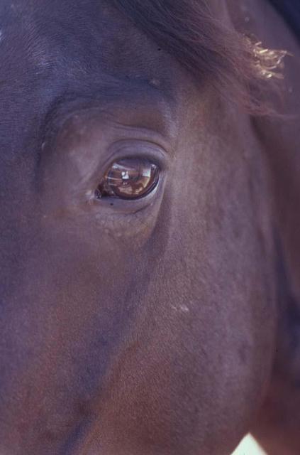 Paula Durbin  'Brown Horse', created in 2003, Original Photography Color.
