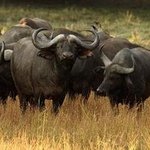 Cape Buffalo By Paula Durbin