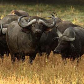 Paula Durbin: 'Cape Buffalo', 2003 Color Photograph, Wildlife. Artist Description: Zambia.  What' re you doing? Epson Digital Print.  May be printed in other sizes and processes.  Published Image....