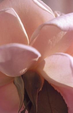 Paula Durbin: 'Chartre Rose', 2002 Color Photograph, Botanical. Close- up of a rose taken in Chartre France. Fresson print.  Also available as an 11 x 14.  May be printed as a Qoro or Canvas. ...