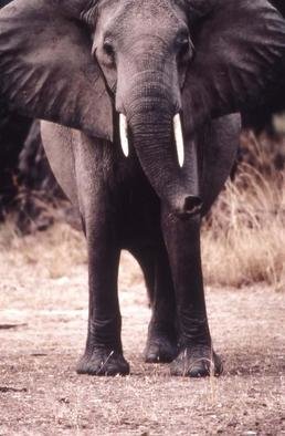 Paula Durbin: 'Elephant', 2001 Color Photograph, Wildlife. Fresson print. Zambia. May be printed in other sizes and processes....