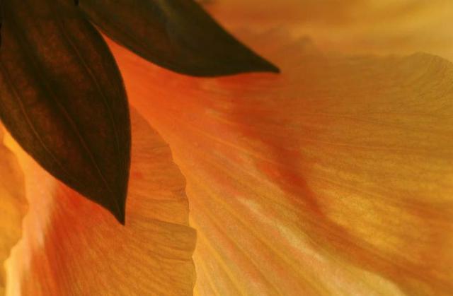 Artist Paula Durbin. 'Hibiscus' Artwork Image, Created in 2004, Original Photography Color. #art #artist