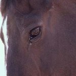 Horse Profile, Paula Durbin