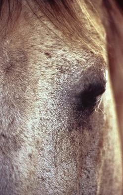 Paula Durbin: 'I See You', 2003 Color Photograph, Equine. A Fresson print. May be printed in other sizes and processes....