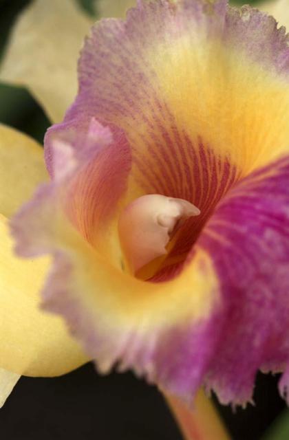 Artist Paula Durbin. 'Lace Orchid' Artwork Image, Created in 2004, Original Photography Color. #art #artist