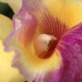 Lace Orchid, Paula Durbin