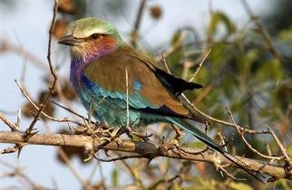 Paula Durbin: 'Lilac Breasted Roller', 2003 Color Photograph, Wildlife. Zambia. Canvas Print.Printed in other sizes and processes. ...