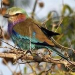 Lilac Breasted Roller By Paula Durbin