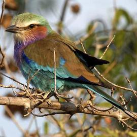 Paula Durbin: 'Lilac Breasted Roller', 2003 Color Photograph, Wildlife. Artist Description: Zambia. Canvas Print.Printed in other sizes and processes. ...