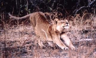 Paula Durbin: 'Lion Stretching', 2001 Color Photograph, Wildlife. A Fresson print.  What a life! May be printed in other sizes and processes....