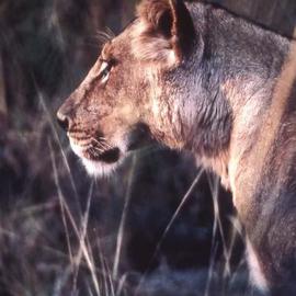 Paula Durbin: 'Lioness Profile', 2001 Color Photograph, Wildlife. Artist Description: A Fresson print. Zambia. May be printed in other sizes and processes....