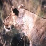 Lioness Profile Horizontal By Paula Durbin