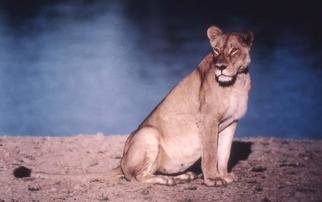 Paula Durbin: 'Lioness on Beach', 2001 Color Photograph, Wildlife. A Fresson print. Zambia. She was looking for her cub. . . who had died the night before.  She had been calling him, repeatedly.  A very sad sound. May be printed in other sizes and processes....