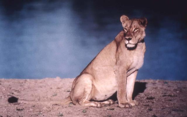 Paula Durbin  'Lioness On Beach', created in 2001, Original Photography Color.