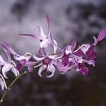Orchid Spray By Paula Durbin