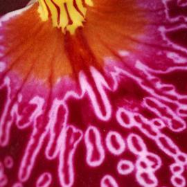 Paula Durbin: 'Pink Orchid', 2004 Color Photograph, Botanical. Artist Description: These bright colors just jump off the page. Ilfachrome Print.  May be printed inn other sizes and processes....