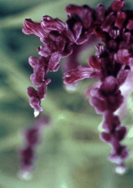 Paula Durbin  'Purple Sage', created in 2002, Original Photography Color.