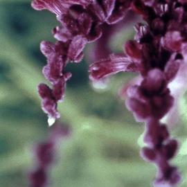 Paula Durbin: 'Purple Sage', 2002 Color Photograph, Botanical. Artist Description: A Fresson print. May be printed in other sizes and processes....