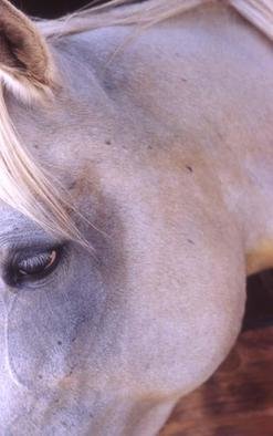 Paula Durbin: 'Sascha', 2003 Color Photograph, Equine. An Ilfachrome print.May be printed in other sizes and processes. ...