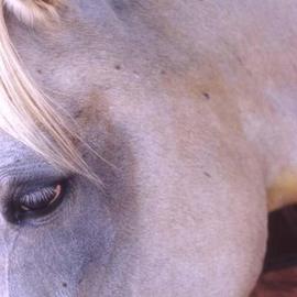 Paula Durbin: 'Sascha', 2003 Color Photograph, Equine. Artist Description: An Ilfachrome print.May be printed in other sizes and processes. ...