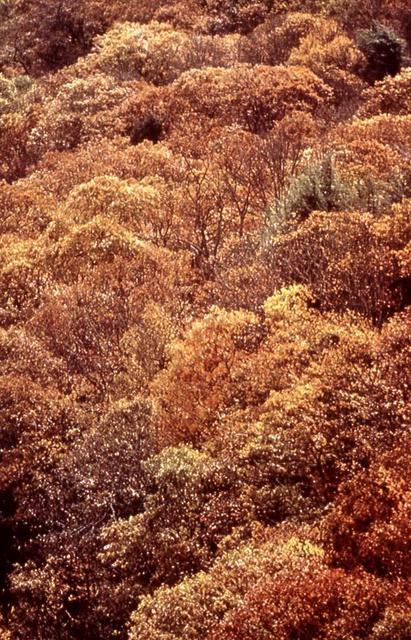 Paula Durbin  'Smoky Mountains', created in 2001, Original Photography Color.