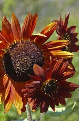 Paula Durbin: 'Sunflower', 2004 Color Photograph, Botanical. Printed by Qoro. Also available in other sizes and processes....