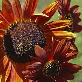Paula Durbin: 'Sunflower', 2004 Color Photograph, Botanical. Artist Description: Printed by Qoro. Also available in other sizes and processes....