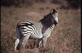 Paula Durbin: 'Zebra Looking', 2001 Color Photograph, Wildlife. A Fresson print.  Taken in Zambia. May be printed in other sizes and processes....
