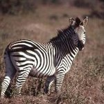Zebra Looking By Paula Durbin