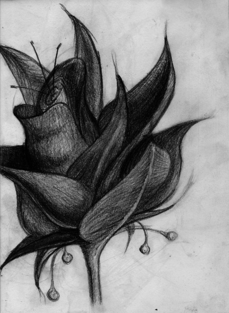 Artist Paul Anton. 'Missed Flower' Artwork Image, Created in 2014, Original Drawing Pencil. #art #artist