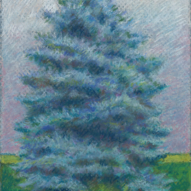 Blue Spruce Alone By P. E. Creedon