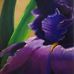 Purple Velvet Iris By Pat Heydlauff