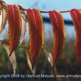 Gertrud Matysik: 'motive from flora 0001', 1995 Color Photograph, Floral. Artist Description: Copyright 2006 by Gertrud Matysik, www. artmatysik. org.Please feel free to ask for further informations and thank you for your visit. ...