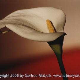 Gertrud Matysik: 'motive from flora 0002', 1996 Color Photograph, Floral. Artist Description: Copyright 2006 by Gertrud Matysik, www. artmatysik. org.Please feel free to ask for further informations and thank you for your visit.  ...