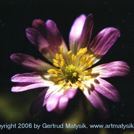 Gertrud Matysik: 'motive from flora 0003', 1992 Color Photograph, Floral. Artist Description: Copyright 2006 by Gertrud Matysik, www. artmatysik. org.Please feel free to ask for further informations and thank you for your visit. ...
