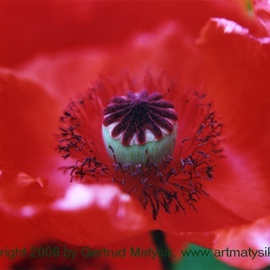 Gertrud Matysik: 'motive from flora 0044', 2003 Color Photograph, Floral. Artist Description: Copyright 2006 by Gertrud Matysik, www. artmatysik. org.Please feel free to ask for further informations and thank you for your visit.  ...